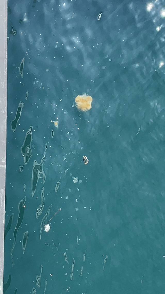 Jellies!!