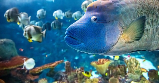 Seattle Aquarium welcomes Tandu the humphead wrasse