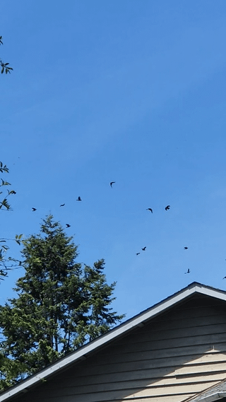North Seattle crow party