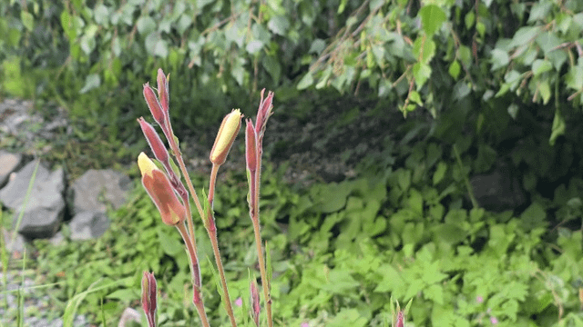 It’s Evening Primrose Season!