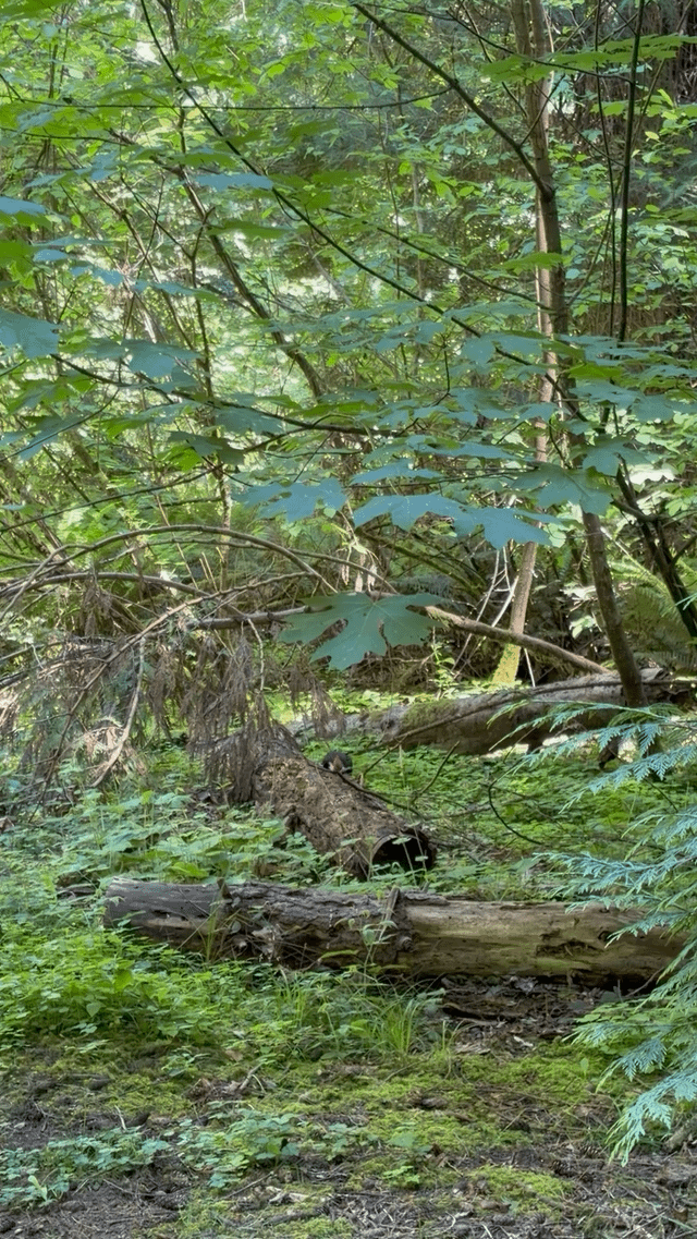 Spotted a Pileated woodpecker hard at work
