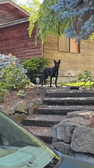 Lost dog near Grandview Dogpark