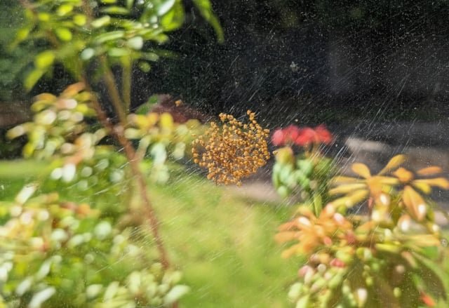 There were a hundred baby spiders on a web near my peony plant!