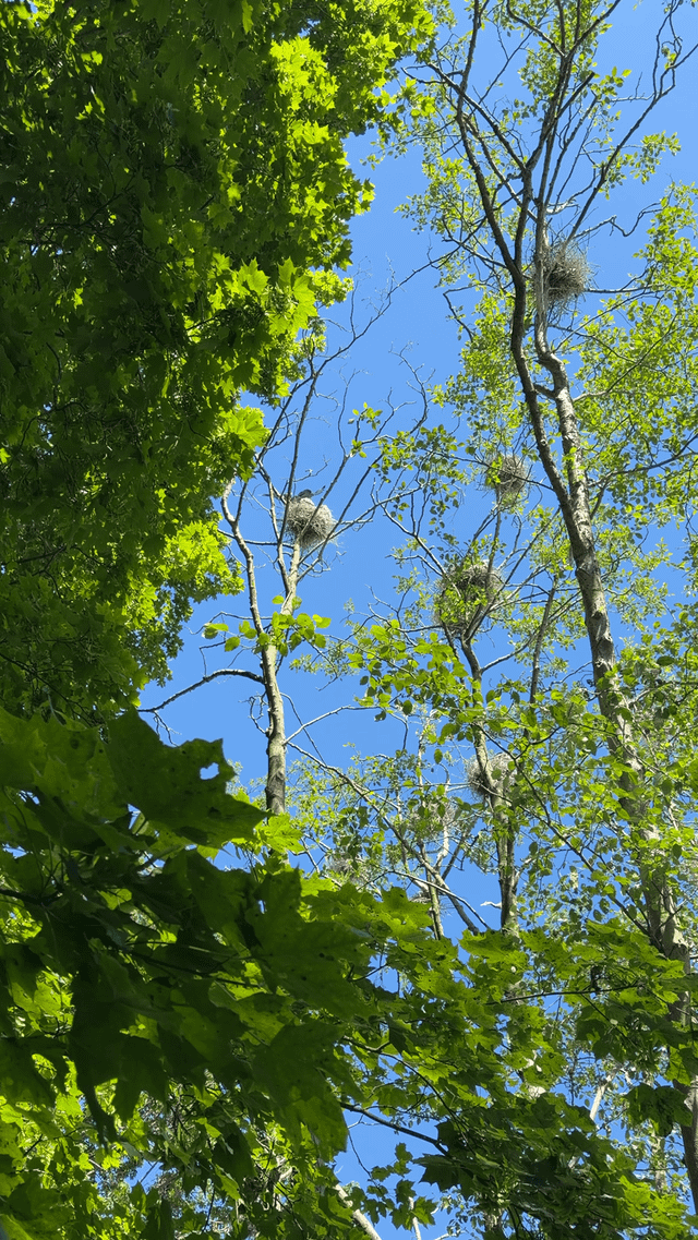 Great Blue Heron rookery at the Ballard Locks this morning