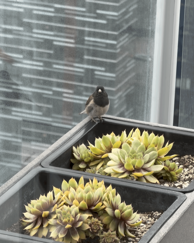 A morning visit from this little dark-eyed junco made my day!