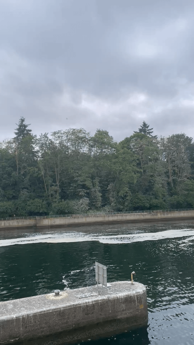 Bald Eagle Attack on Locks Heron Rookery
