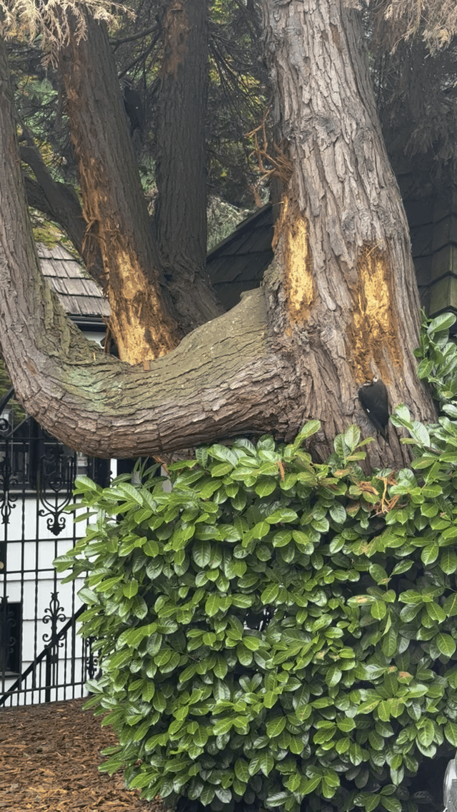 Woodpeckers taking down dead tree in Ravenna