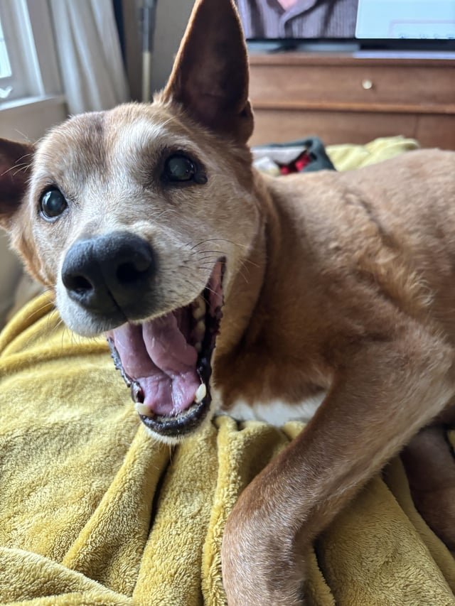Urgently looking for an end of life pet photographer before we put our boy down on Friday