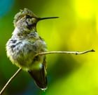 An Anna’s Hummingbird was patient enough with me to stick around for a moment.