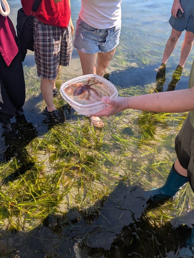 Octopus at Constellation Park Today