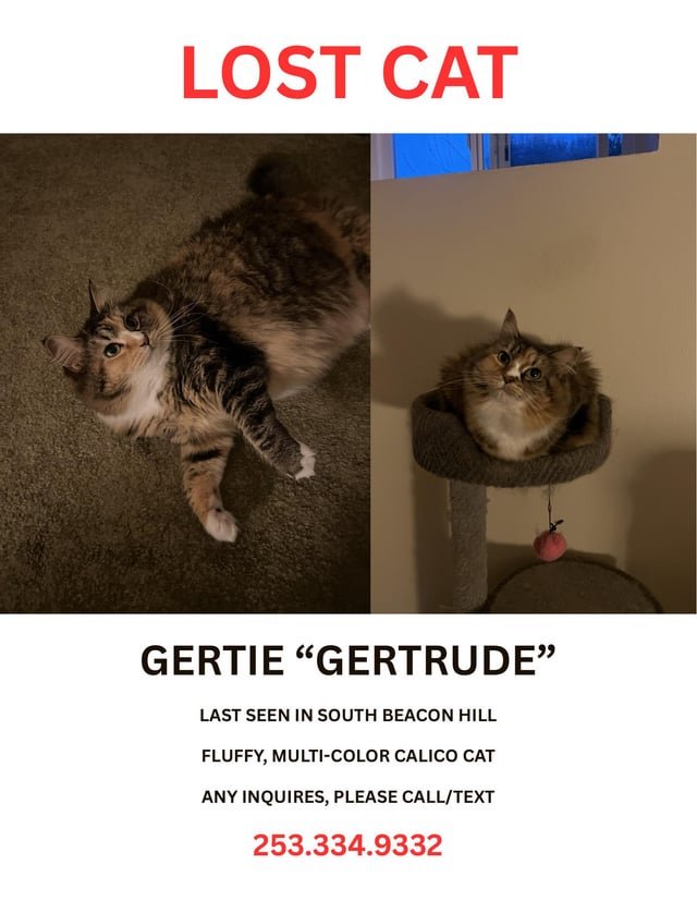 Lost cat in South Beacon Hill