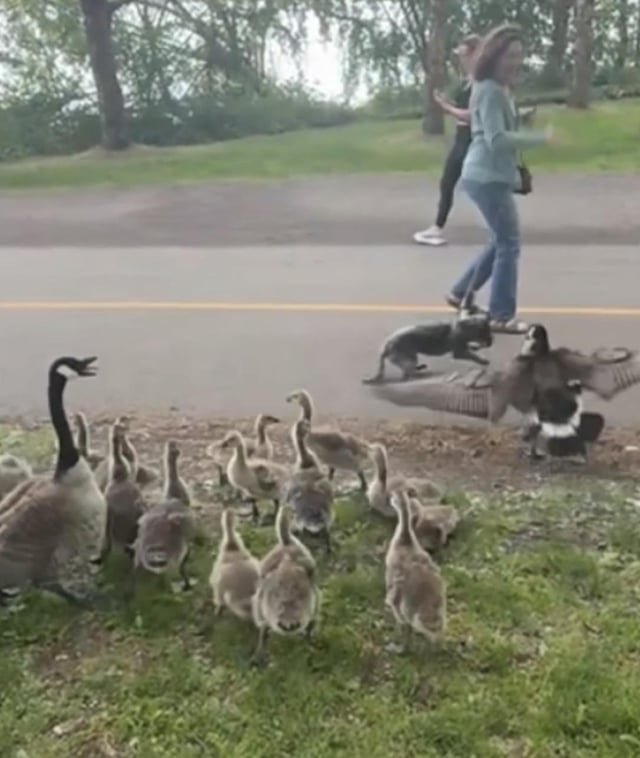 If you are walking around Greenlake with your dog, be carful of the cobra chickens