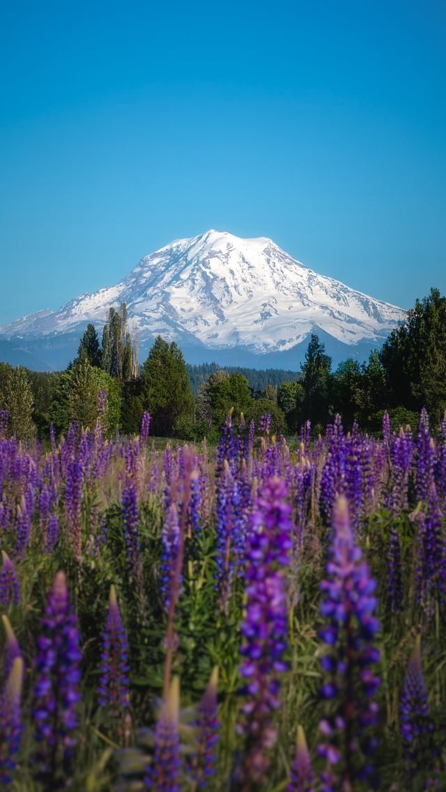 Lupines and Mount Rainier from Van Lierop Park