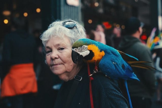 Pike Place Parrot
