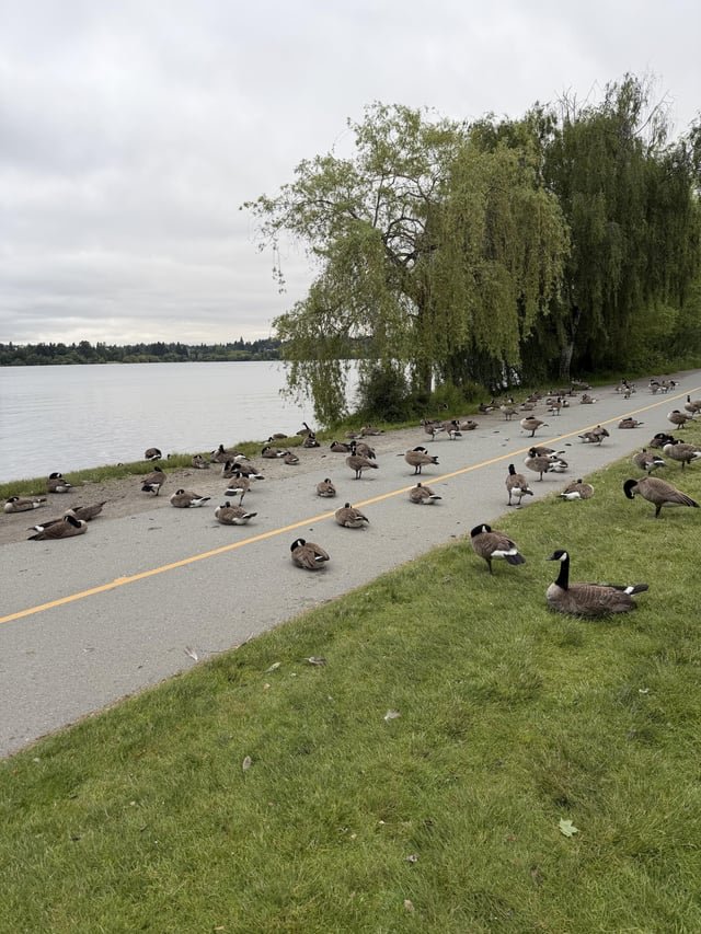 I wasn’t expecting rush hour traffic at Green Lake on a Sunday at 7 a.m.