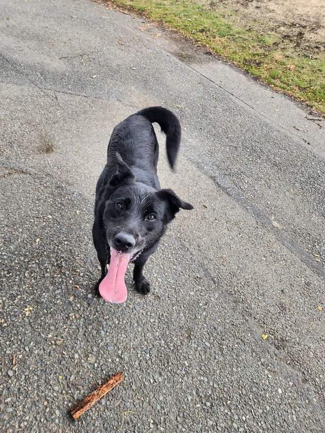 Found dog -gas works
