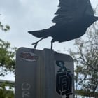 Crow mommy?