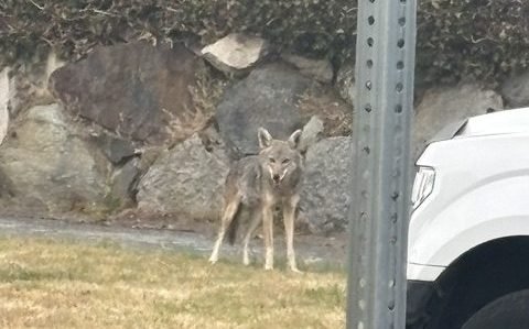 WEST SEATTLE COYOTES: Two reader reports