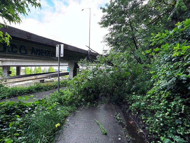 READER REPORT: Tree down on foot/bike path