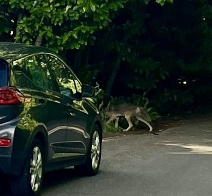 WEST SEATTLE COYOTES: Two more sightings