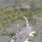 Fish ID