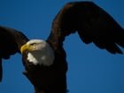 Bald Eagle (and a Juvenile) just aura farming.