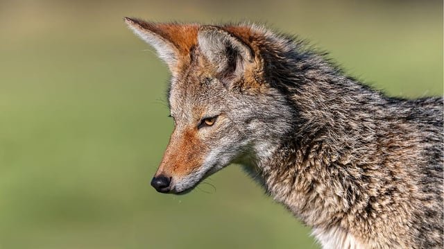 OPINION | Coyotes in the ‘Hood? Yes, Please