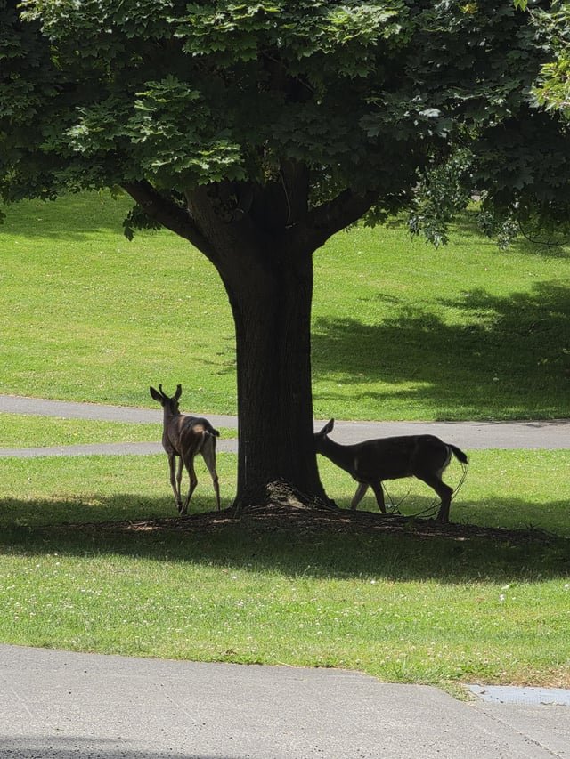 Anyone else see deer near the Columbia City PCC on Rainier?