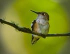 A Rufus Hummingbird Fledgling, Minutes after leaving the nest.