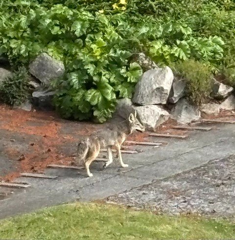 WEST SEATTLE COYOTES: Three sightings