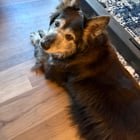 +1 for Compassion 4 Paws