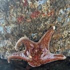 Low tide finds 6/15-6/17 in West Seattle!