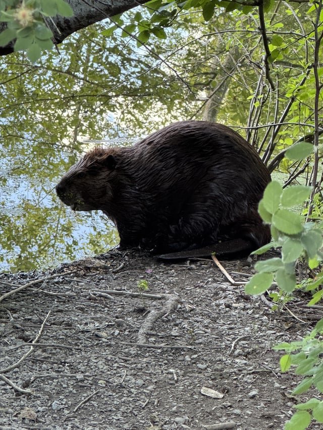 Beaver Spotting