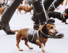 Dachshund wearing a (custom-made?) leather hood and jacket at Seattle Pride, 1991
