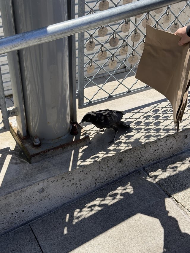 Crow fledgling need help pike place market