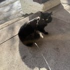 lost cat in queen anne