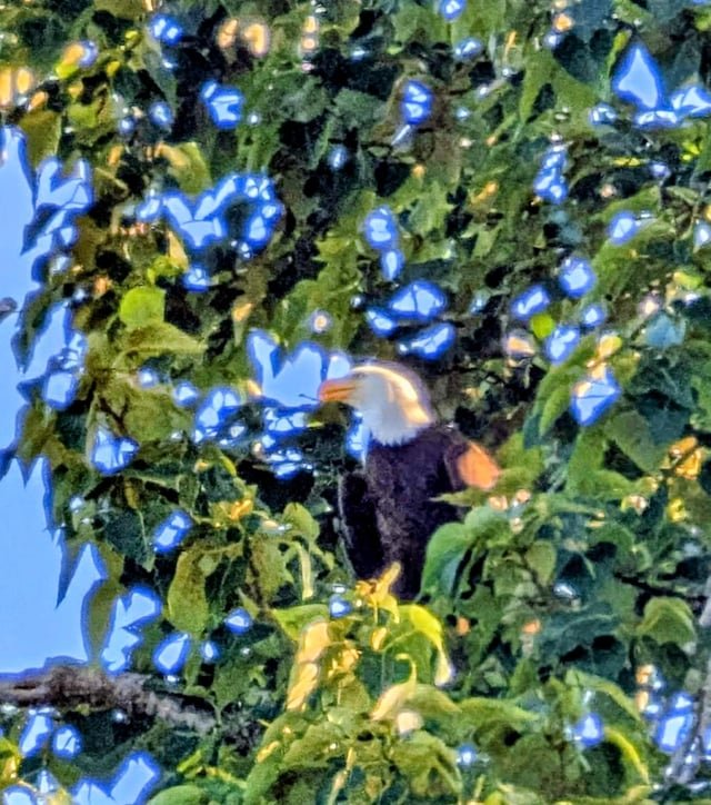 Bald Eagle at Green Lake