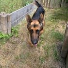 Found a lost German shepherd no tags near meridian and N 140th street. Really sweet guy, hoping to find his owners. Going to check for a microchip now.
