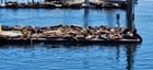 Sea lions in Seattle