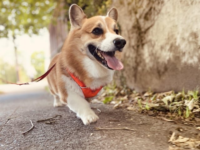 Capitol Hill lost dog