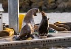 Here’s a few pics of the sea lions fighting