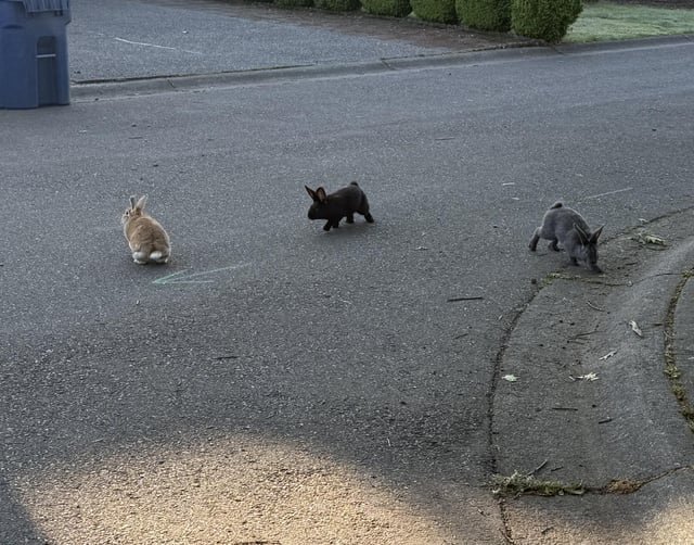3 Abandoned domestic rabbits in need of placement near Renton, WA