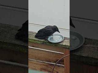 Somebody in Ballard could have saved a life by pumping the breaks for 10 seconds but didn’t. That makes me sad. Please watch for birds during fledgling season and don’t expect babies to be able to fly out of the way.