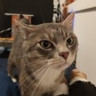 Missing/Found cat in phinney ridge area