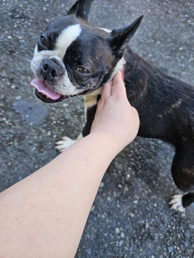 Found a dog in International District. Getting the word out that they are safe.
