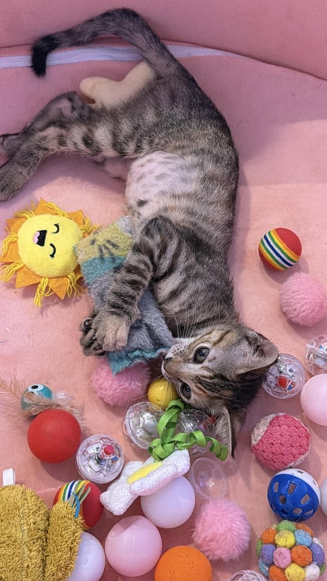 Anyone Flying to Denver and Want to Help Save a Kitten? 🐾✈️