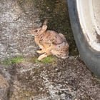 Injured Hare