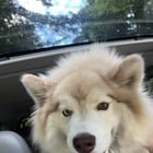 Found dog in Discovery Park
