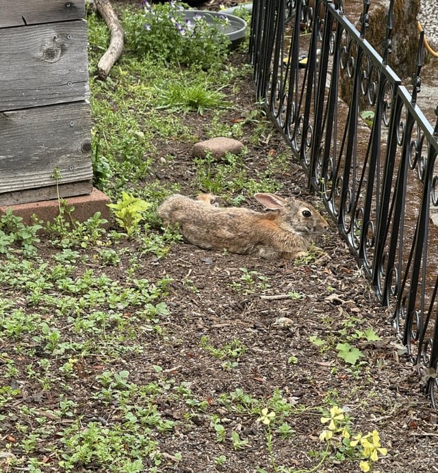 Even the Rabbits are Hot!