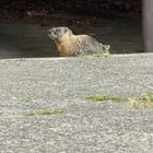Marmot spotted in Ballard?